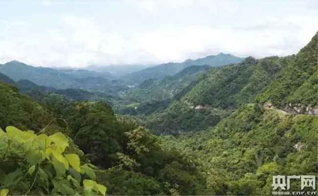 大别山灵芝